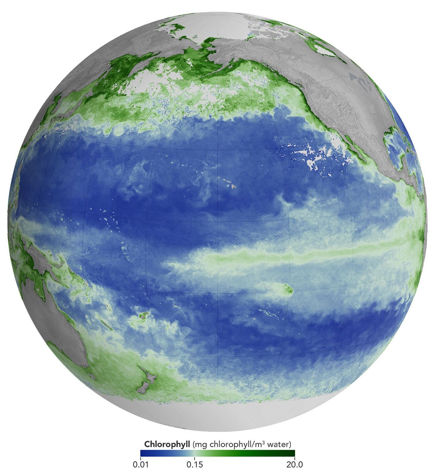 A global map centered on the Pacific Ocean shows a narrow band of green in the eastern equatorial region, indicating the presence of chlorophyll in surface waters. The central equatorial Pacific appears blue, meaning chlorophyll concentrations are low.